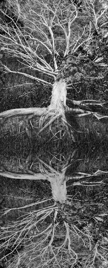 Abstract Photograph - The Old Tree by Debra and Dave Vanderlaan