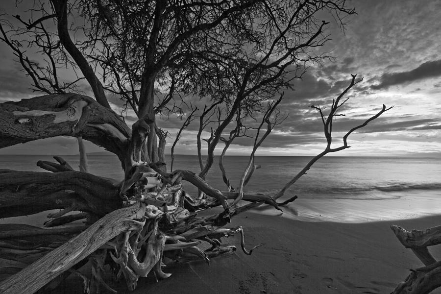 The Old Tree Photograph by James Roemmling