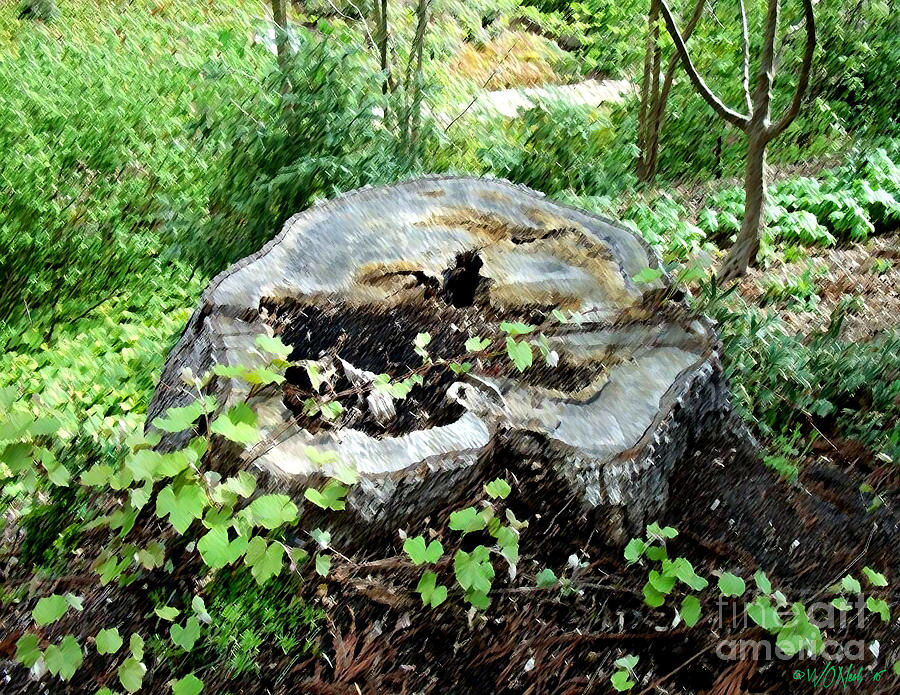 Tree Photograph - An Old Tree Stump by Walter Neal