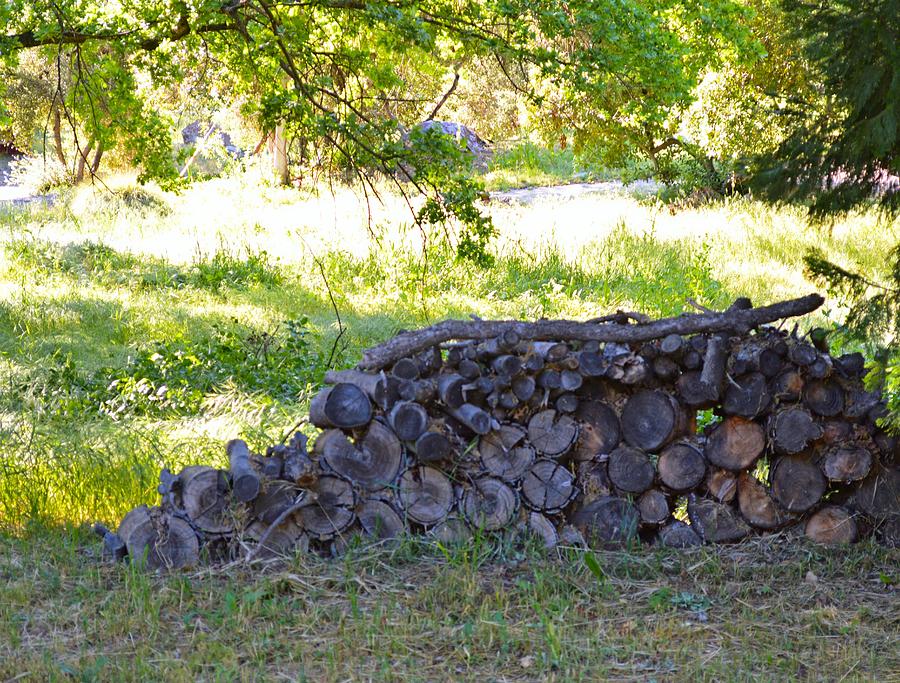 The Old Wood Pile Photograph
