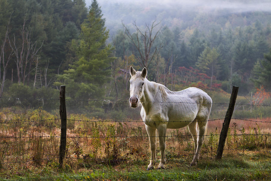 Olde Photograph - The Olde Gray Horse by Ken Barrett