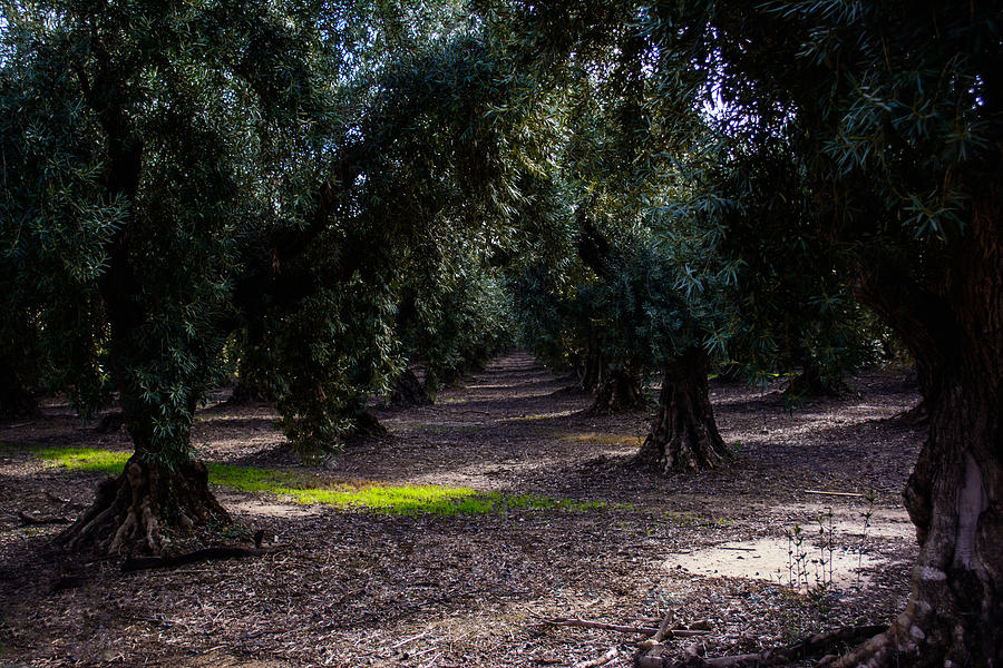 The Olive Grove Photograph by Tikvahs Hope