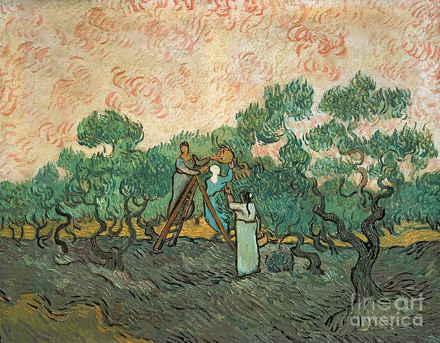 Tree Painting - The Olive Pickers by Vincent van Gogh