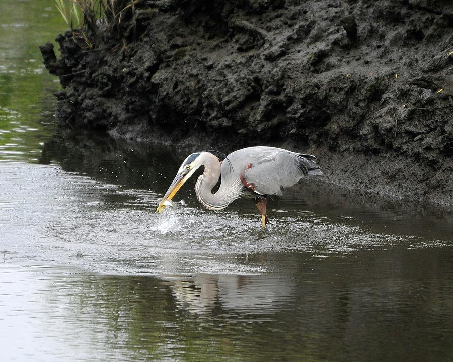 Heron Photograph - The One That Got Away by Al Powell Photography USA