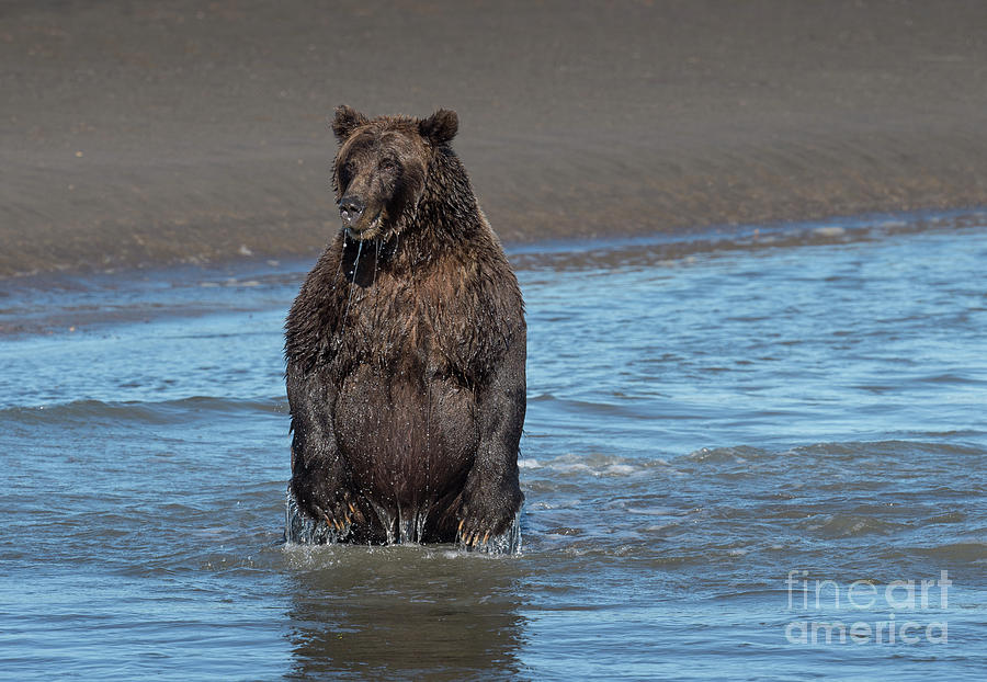 Wildlife Photograph - The One That Got Away - Alaska by Sandra Bronstein