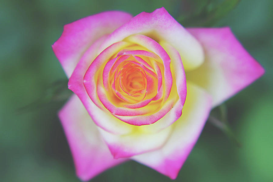 Rose Photograph - The One That You Love by Laurie Search