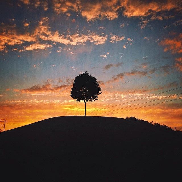 Sunset Photograph - The One with the Tree on the Hill by Andrew Weills
