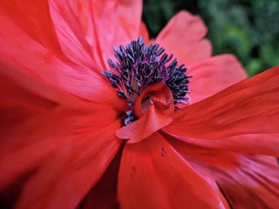 Floral Photograph - The Only Poppy To Come Up In The Yard by Craig Szymanski
