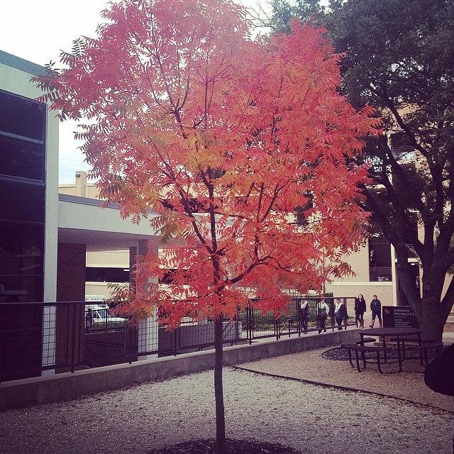 Fall Photograph - The Only Tree At #shsu That Really by Sarah Verdejo