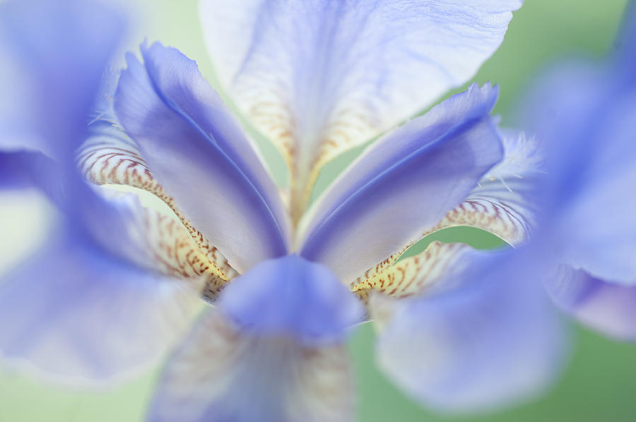 The Open Heart of Iris Photograph by Jenny Rainbow