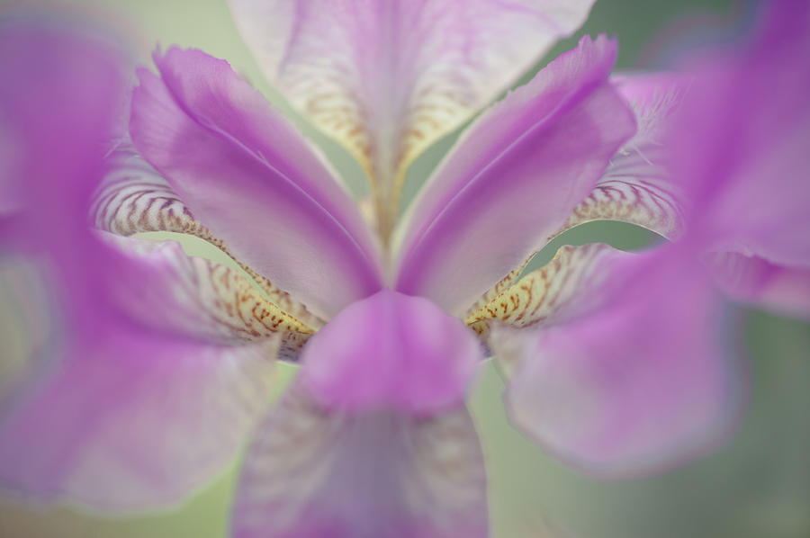 The Open Heart of Iris. Purple Photograph by Jenny Rainbow