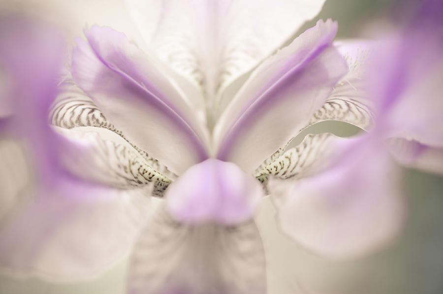 The Open Heart of Iris. White Photograph by Jenny Rainbow