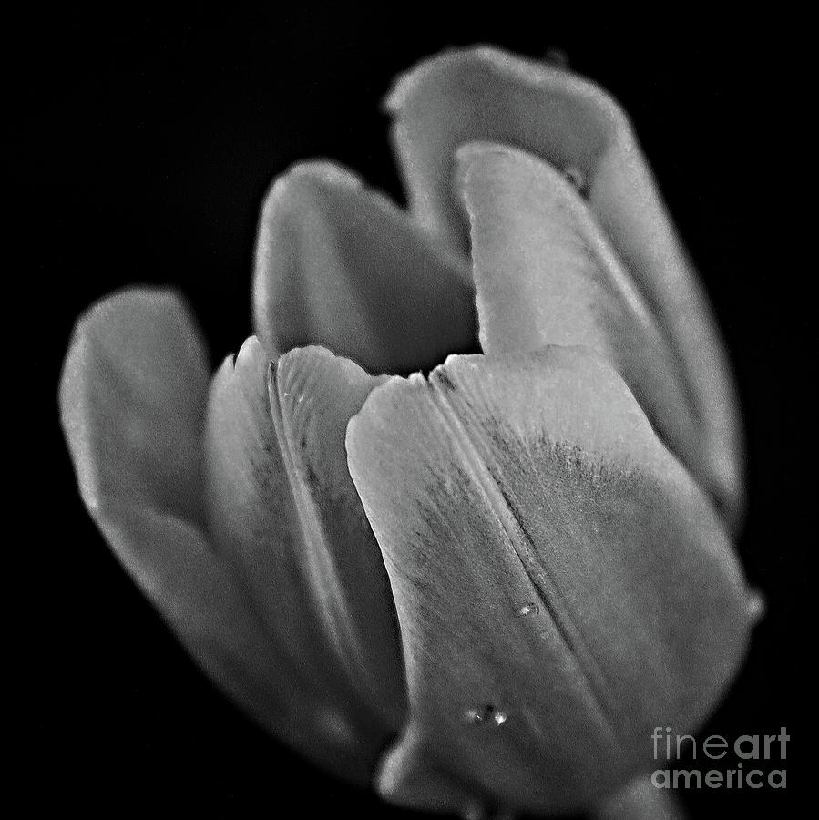 The Opening in Black and White Photograph by Sherry Hallemeier