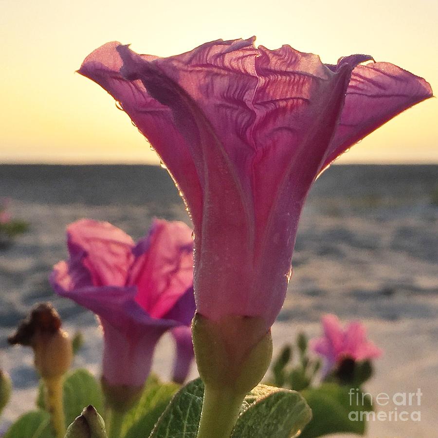 Flowers Photograph - The Opening by LeeAnn Kendall