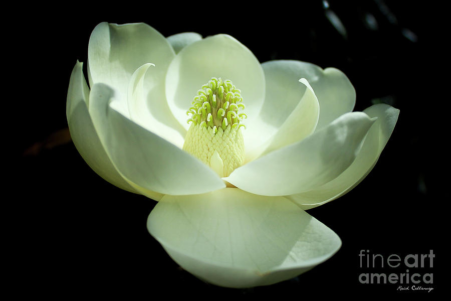 The Opening Magnolia Flower Art Photograph by Reid Callaway