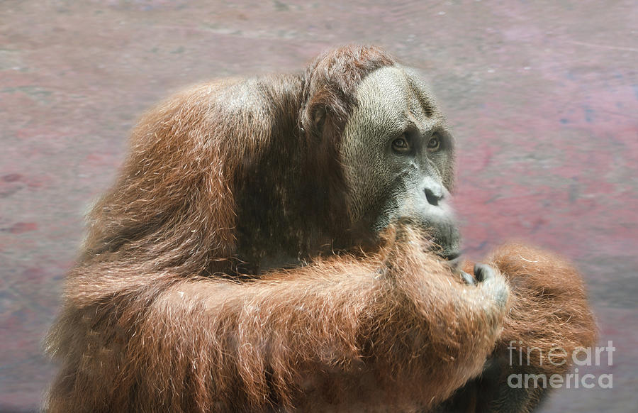 The Orang-utang Photograph by Michelle Meenawong