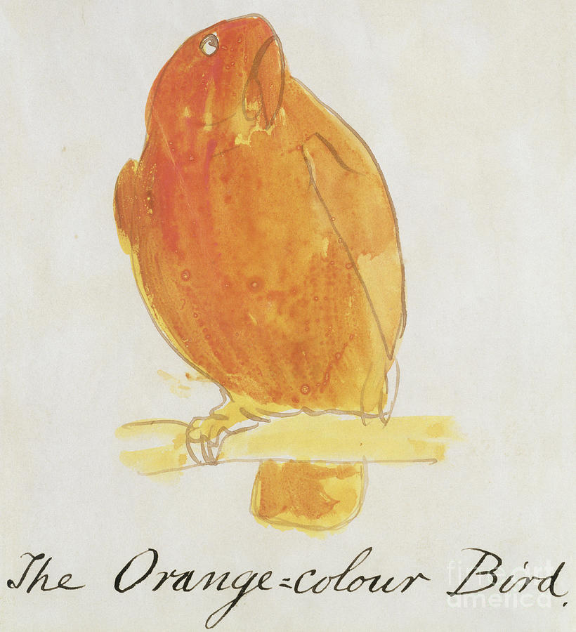 The Orange Color Bird Painting by Edward Lear