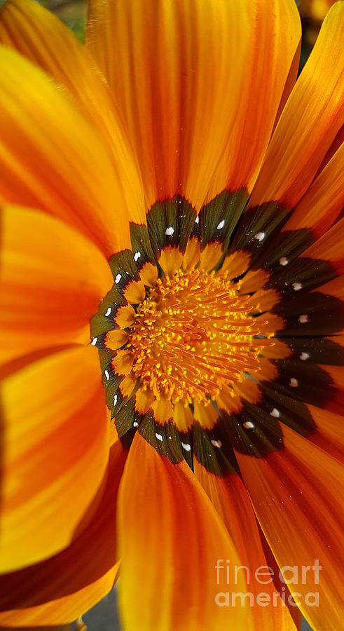 The Orange Flower Photograph by Maria Aduke Alabi