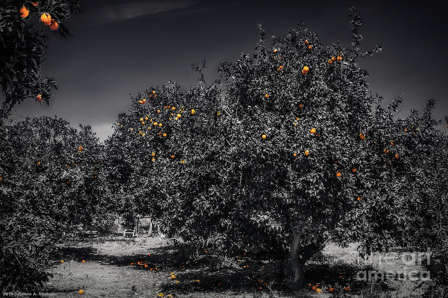 The Orange Grove - Fine Art Photography - By Ronna A. Shoham Photograph