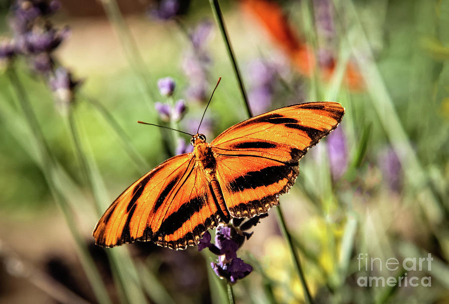 The Orange Heliconian Butterfly Photograph by Robert Bales
