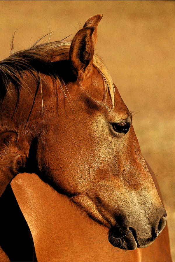 Horse Photograph - The Orange Horse by Robert Anschutz