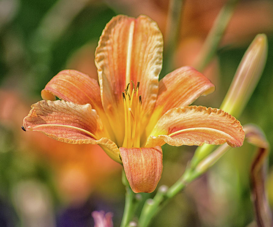The Orange Lilly Photograph by Martin Newman