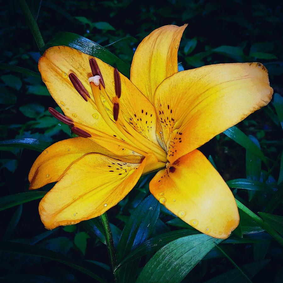 The Orange Lily  Photograph by Ally White