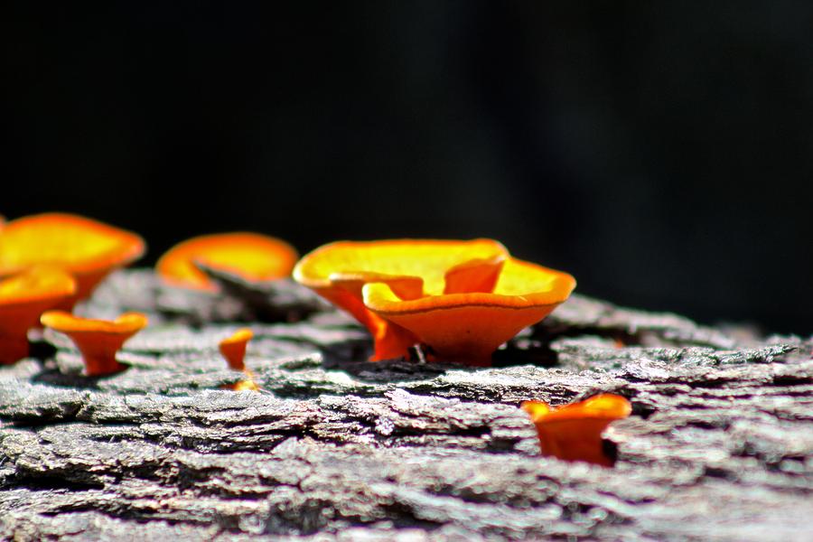 Nature Photograph - The Orange Mushrooms by Kimberly Reeves