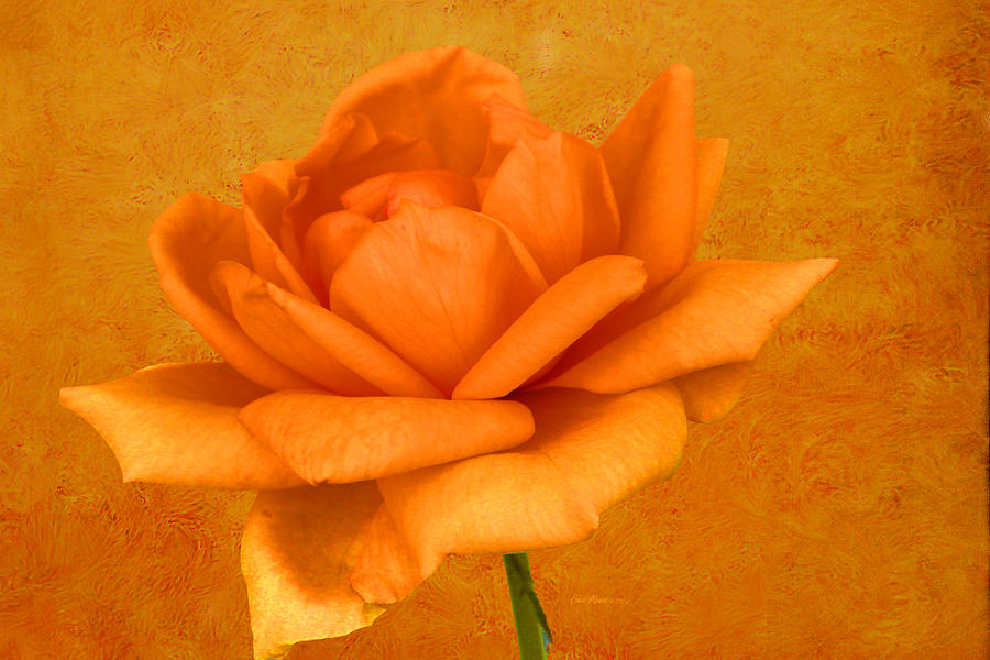 Nature Photograph - The Orange Rose by Ericamaxine Price