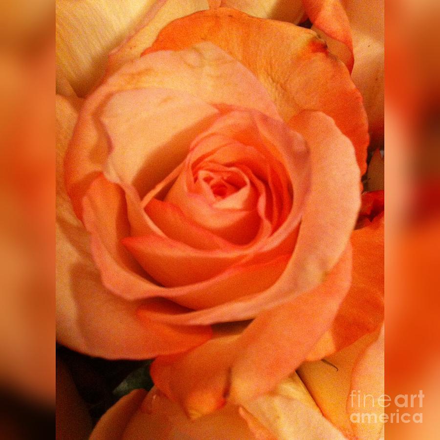 The Orange Rose  Digital Art by Gayle Price Thomas