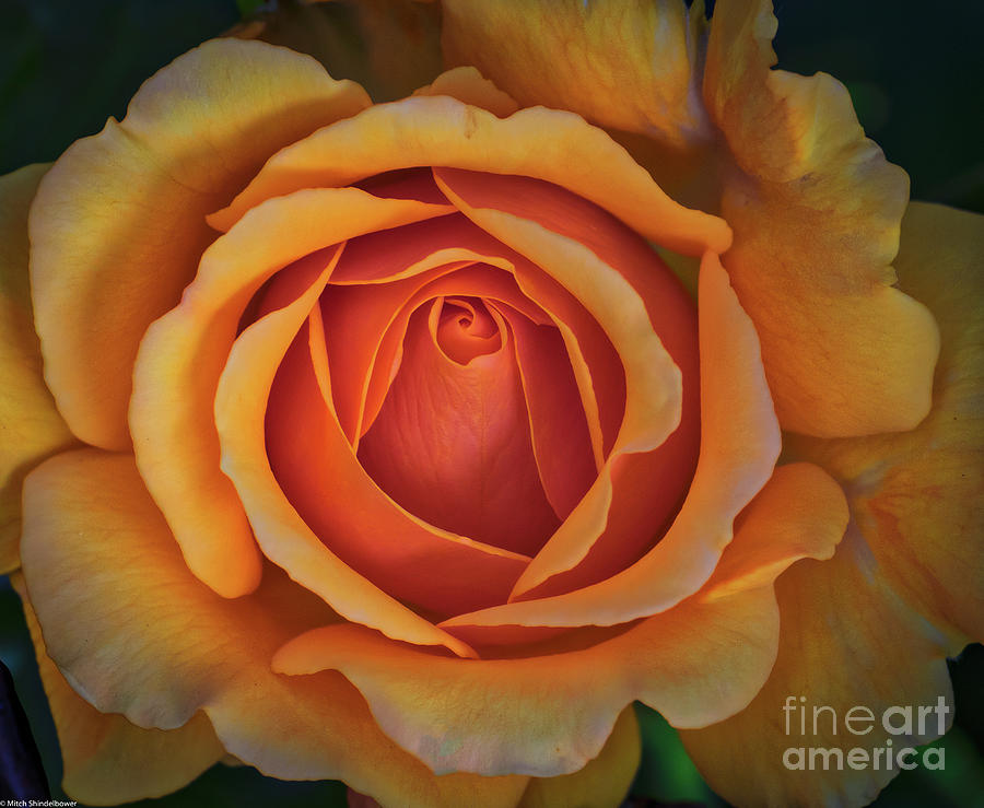  The Orange Rose Photograph by Mitch Shindelbower
