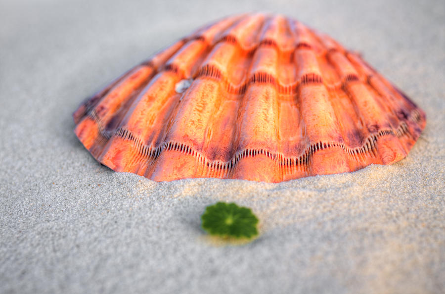The Orange Scallop Photograph by JC Findley