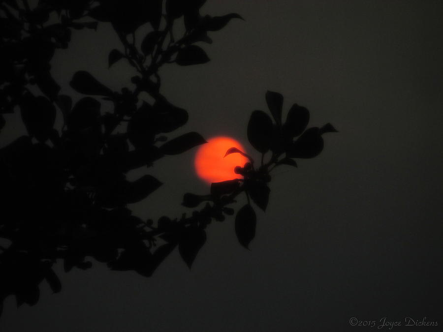 The Orange Sun Sets Photograph by Joyce Dickens