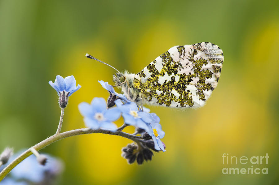 The Orange Tip Butterfly Photograph by Tim Gainey
