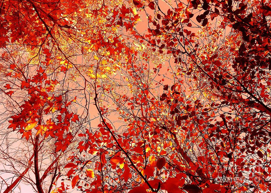 Orange Colored Sky Photograph by Jenny Revitz Soper