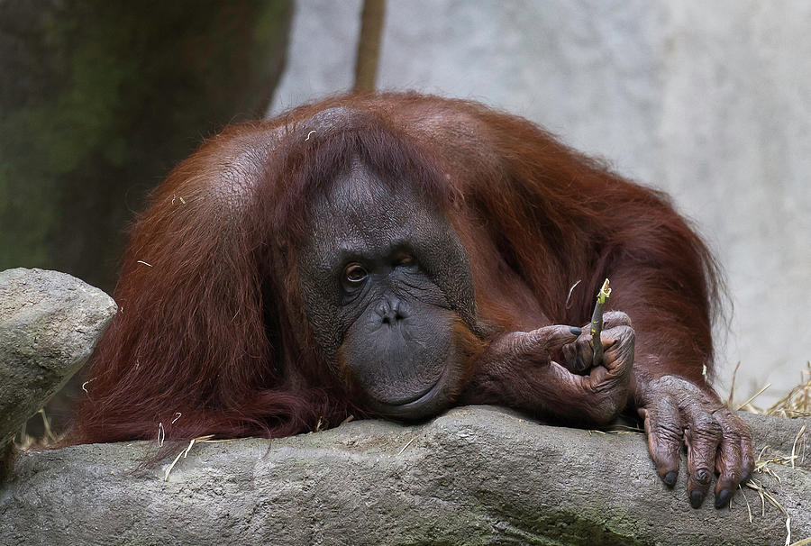 The Orangutan Photograph by D Plinth