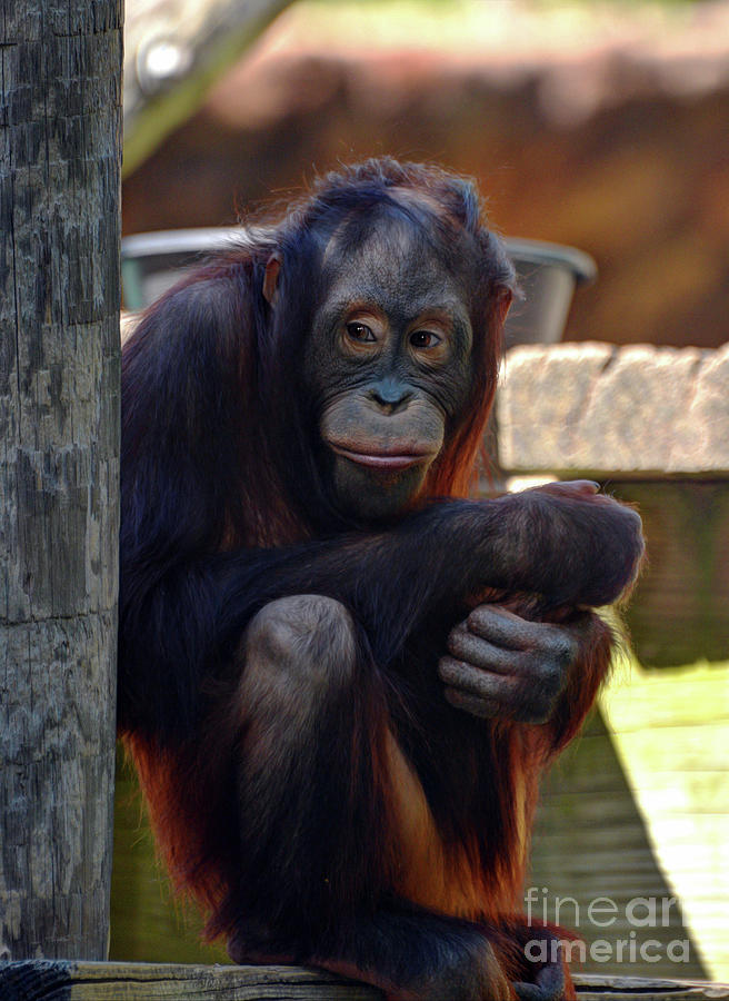 The Orangutan Photograph by Savannah Gibbs