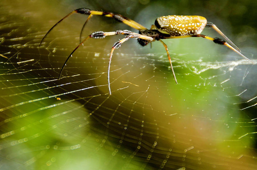 The orb web spider Photograph by Wolfgang Stocker - Pixels