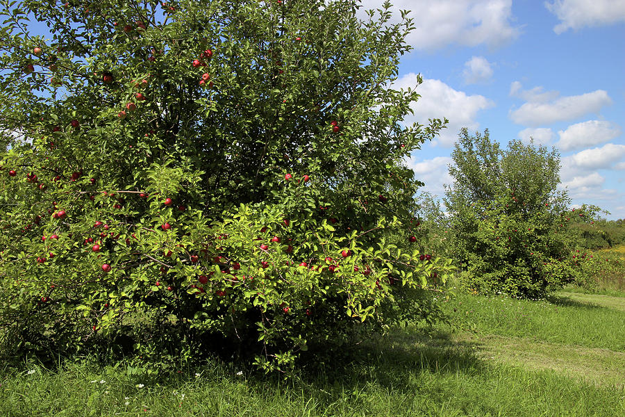 The Orchard Photograph by Scott Kingery