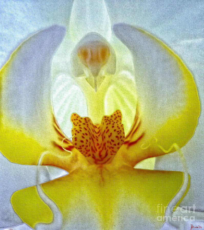 The Orchid Angel Photograph by Jeff Breiman