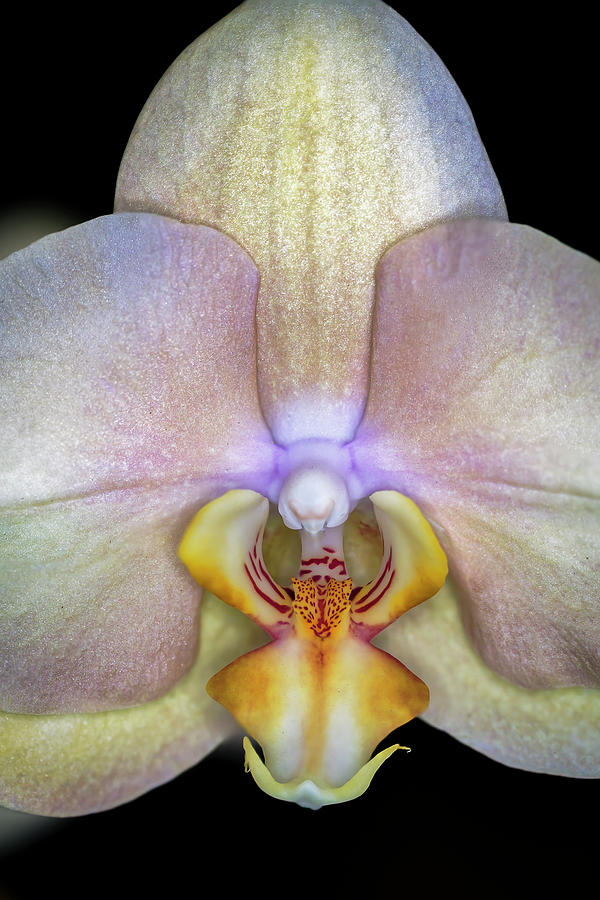 The Orchid Blossom Photograph by The Flying Photographer