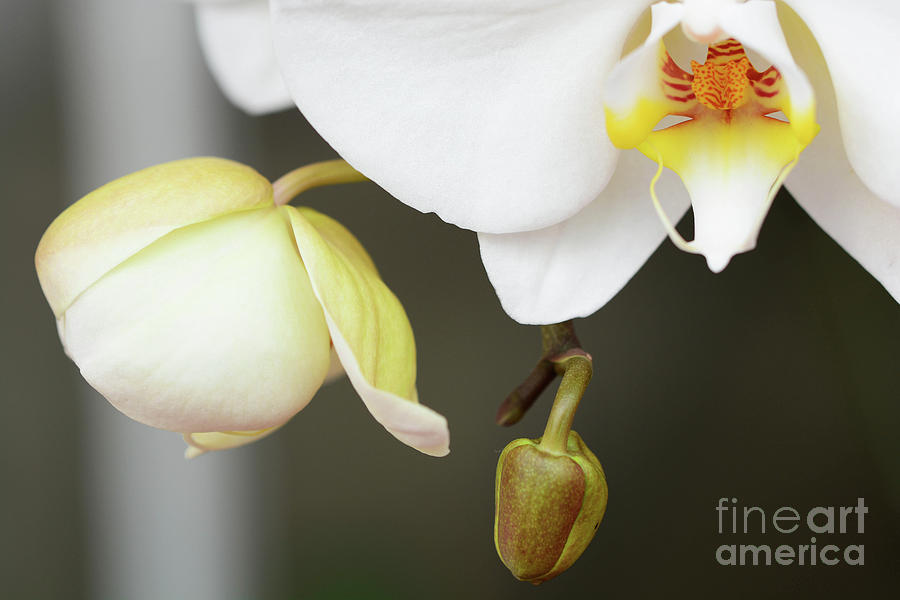 The Orchid Photograph by Cindy Manero