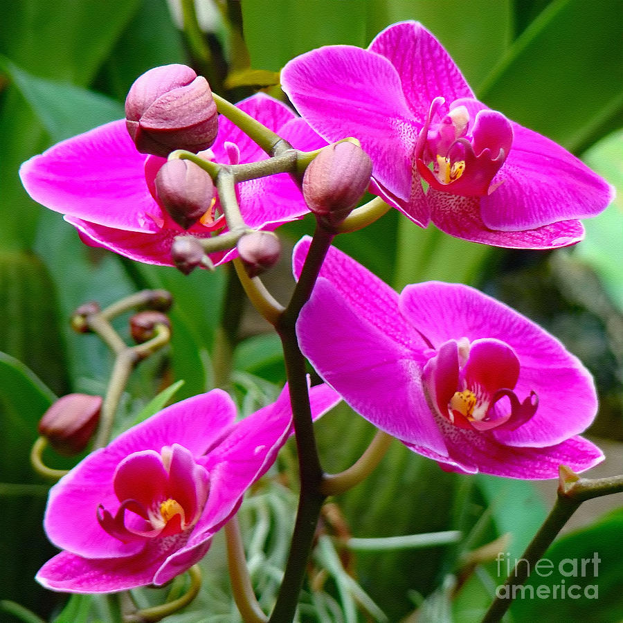Orchid Photograph - The Orchid Dance by Sue Melvin