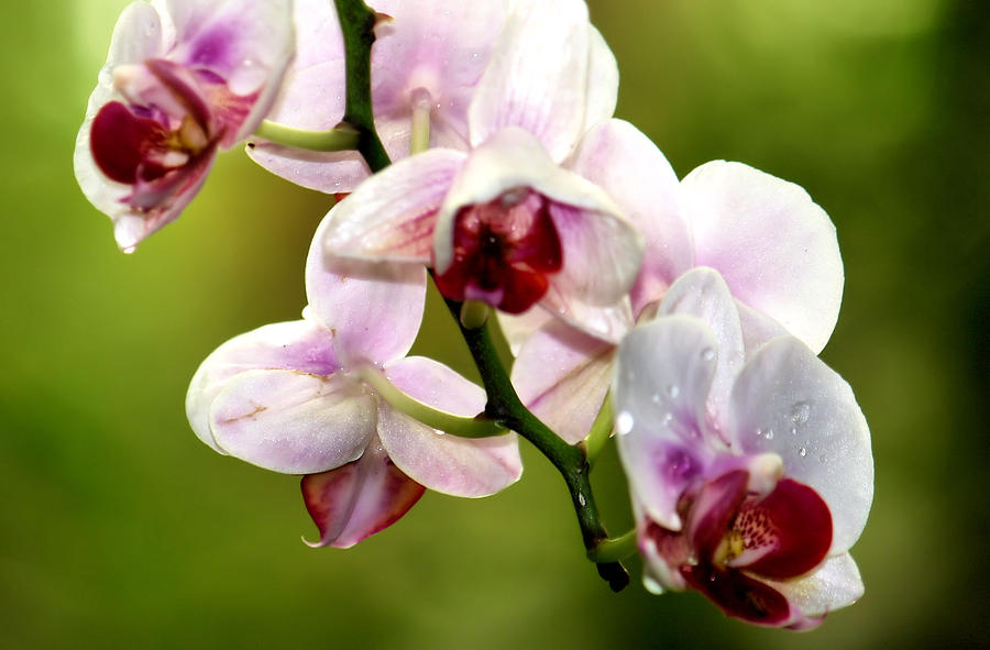 Orchid Photograph - The Orchid by Karen Scovill