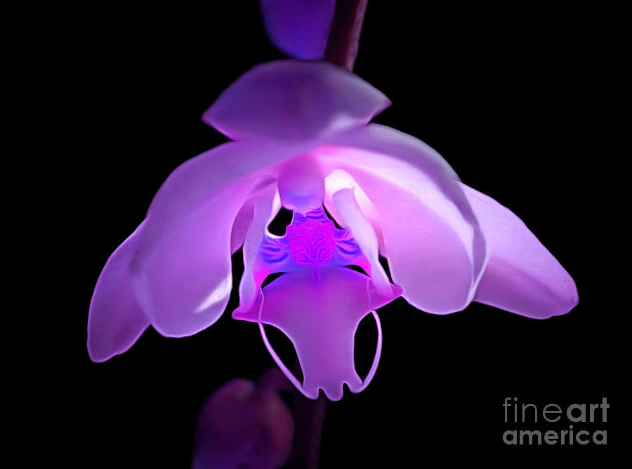 The Orchid Magic Photograph by Krissy Katsimbras