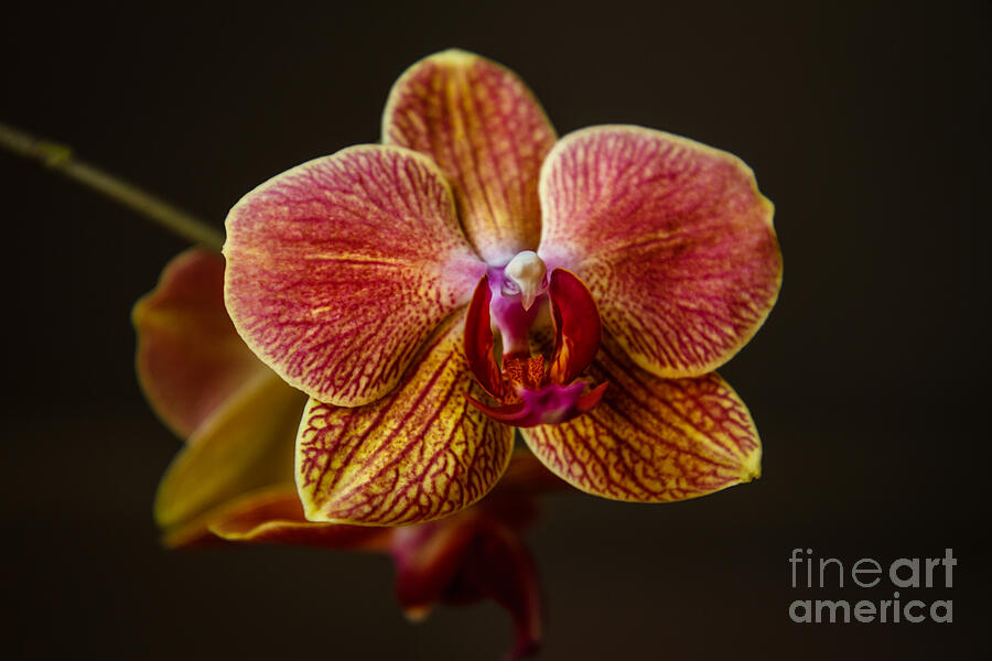 The Orchid Photograph by Robert Bales