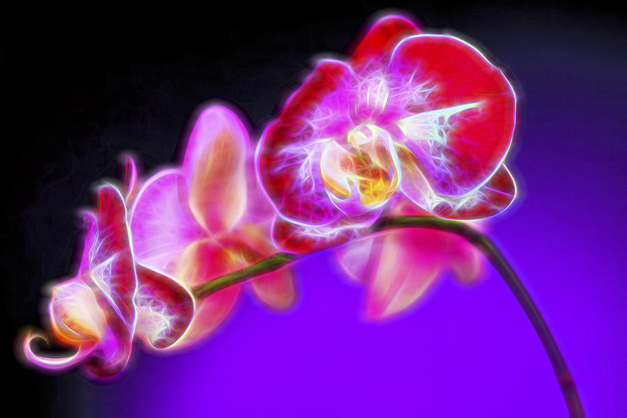 Flower Digital Art - The Orchid Watches II by Jon Glaser