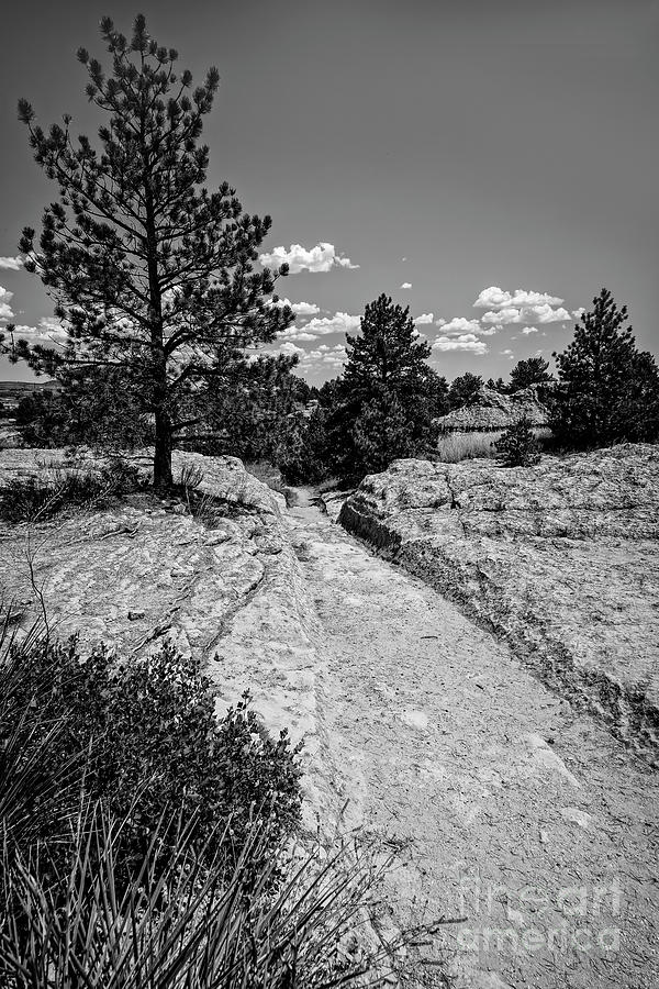 The Oregon Trail Photograph by Jon Burch Photography