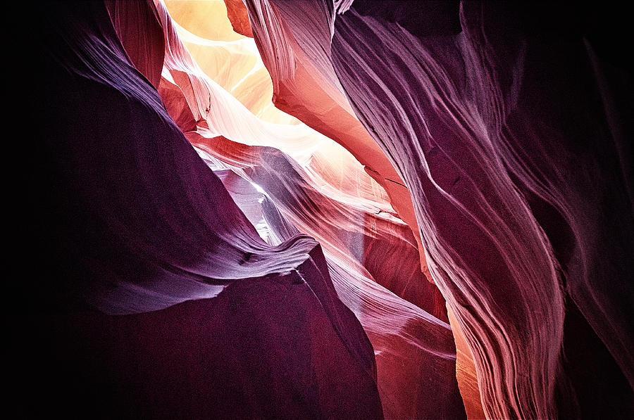 Usa Photograph - The Organism by Radek Spanninger Usa Photograph - The Organism by Radek Spanninger