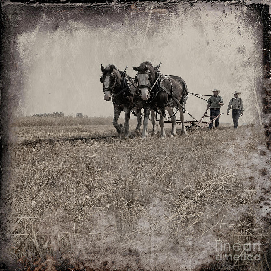 Brad Allen Photograph - The Original Horsepower by Brad Allen Fine Art Brad Allen Photograph - The Original Horsepower by Brad Allen Fine Art